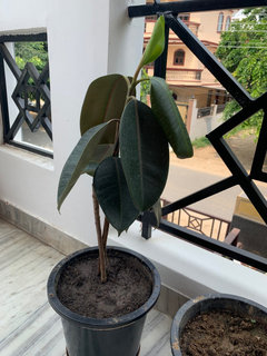 Drooping leaves on my rubber plant. Help!