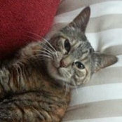 Carol Schmitz's photo