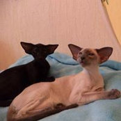 Елена Калинченкова's photo