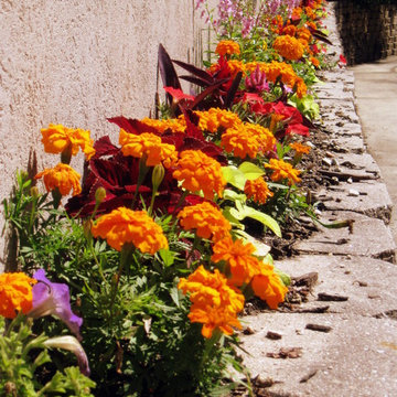 Annuals and Containers