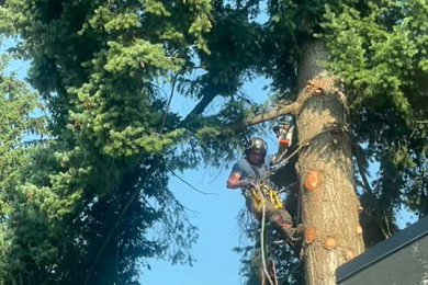 Tree removal between a fence and a house