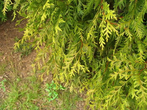 One of 30 Green Giant Arborvitae turning yellow