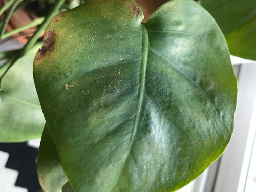 Ailing Monsteras And Philodendron Micans