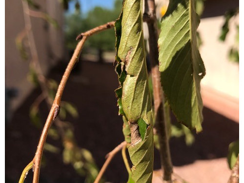 Weeping Cherry Curled Leaves Something S Eating It