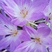 Teneil Ridgeway's photo