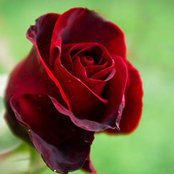 Belin Thum's photo