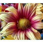 Cy Gahl's photo