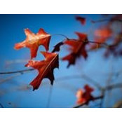 Dylan Bertoldo's photo