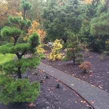 japenese garden