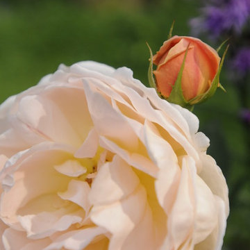 Peach rose blossom