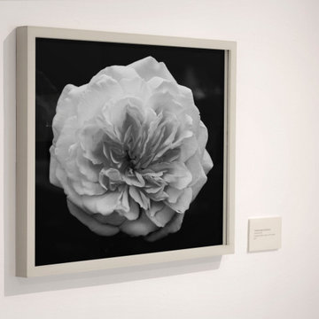 Alchymist Rose Black and White - Square - Gallery Exhibit
