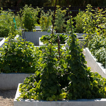 Redbank vege garden