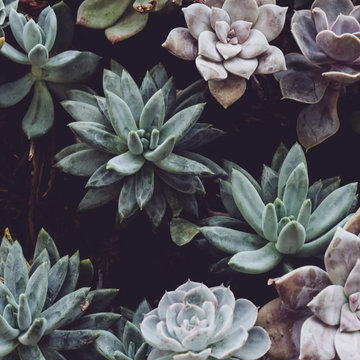Gardens