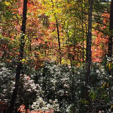 Brevard, NC