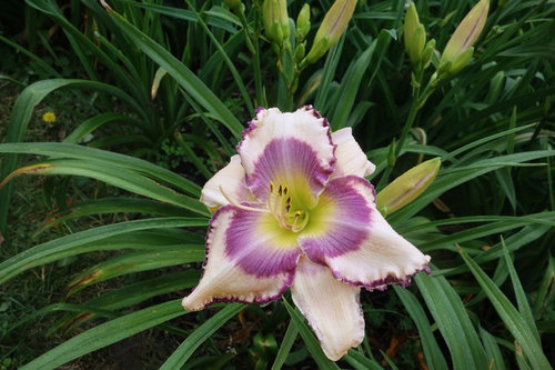 Bountiful Muggy Bloom