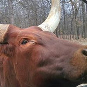 John Schulz's photo