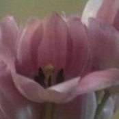 Christine Downen Marrs's photo