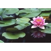 Christine Helmer's photo