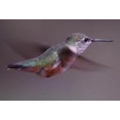 Diane Woods's photo