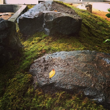 Moss and Rocks