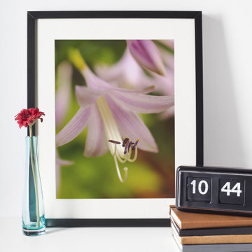 Close-up Hosta Bloom Floral Nature Wall Art Print