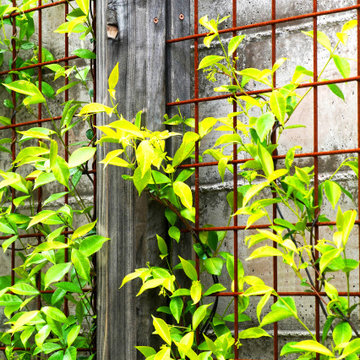 Extraordinary Greenery