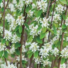Suncadia Plants