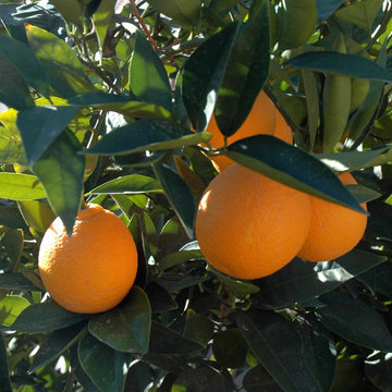 Citrus