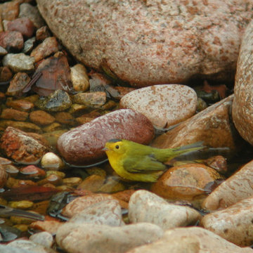 Wildlife Habitat Project - Greeley, Colorado