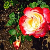 Foto di Rose Boon