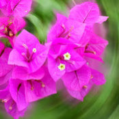 Olivia lalsingh's photo
