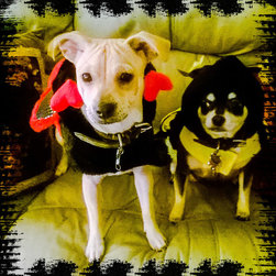 Pet care pics - Products