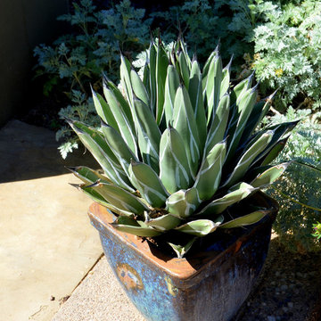 Southwestern Plants