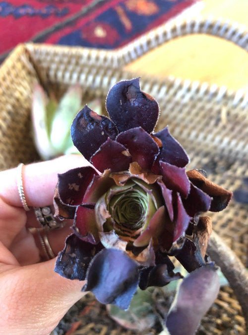 Help! What is killing my plants?