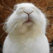 Bunn Lees foto