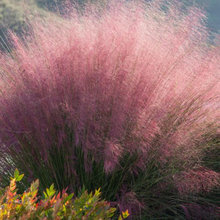PLants for GLen Ridge