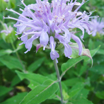 Great Design Plant: Wild Bergamot