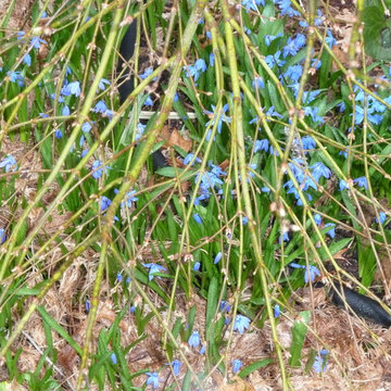 Blue Scilla sibericus blooming under budding Japanese Maple