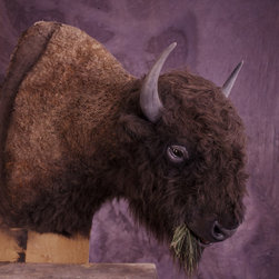 Bison Replica (static) - Sculptures