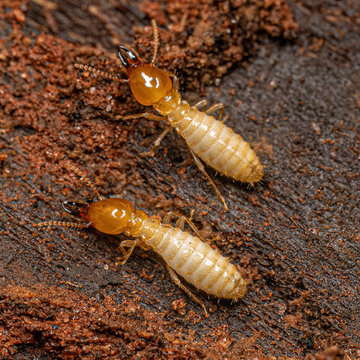 Trustworthy Termite Removal Service in Sydney
