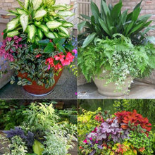 Planters - Kristen