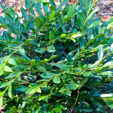 Distylium ' Vintage Jade'