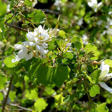 Southwestern Plants