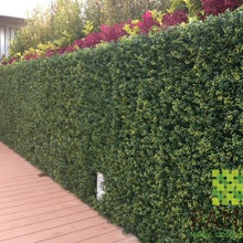 Outside Ivy