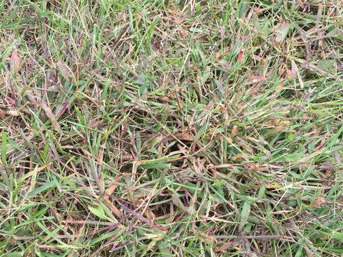 Weed/crabgrass problem. What to do?