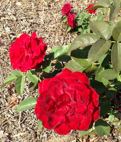 Red Roses Texas Need Red Rose That Can Take All Day Sun in Texas | Houzz Forum