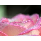 Salina Mccray's photo