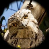 Sharon Greenaway's photo