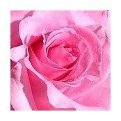 Nanas Cottage's photo