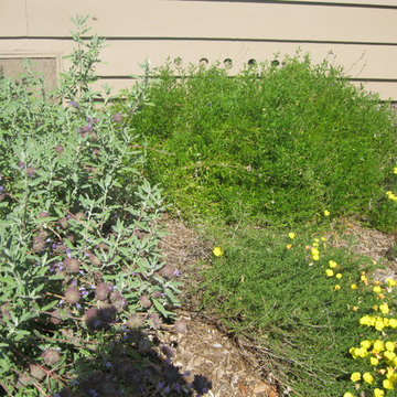 Earth Friendly Santa Ana Garden